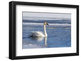 Wyoming. Jackson Hole, Flat Creek, an adult Trumpeter Swan swims on a partially ice-covered creek.-Elizabeth Boehm-Framed Photographic Print