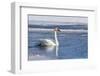 Wyoming. Jackson Hole, Flat Creek, an adult Trumpeter Swan swims on a partially ice-covered creek.-Elizabeth Boehm-Framed Photographic Print