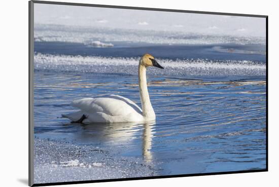 Wyoming. Jackson Hole, Flat Creek, an adult Trumpeter Swan swims on a partially ice-covered creek.-Elizabeth Boehm-Mounted Photographic Print