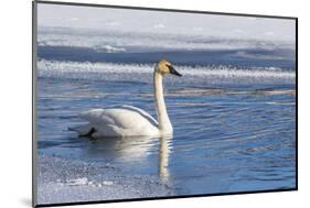 Wyoming. Jackson Hole, Flat Creek, an adult Trumpeter Swan swims on a partially ice-covered creek.-Elizabeth Boehm-Mounted Photographic Print