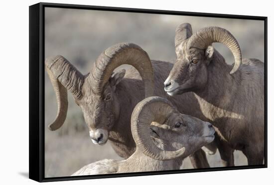 Wyoming, Jackson, National Elk Refuge, a Bachelor Group of Bighorn Sheep Rams-Elizabeth Boehm-Framed Stretched Canvas