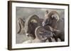 Wyoming, Jackson, National Elk Refuge, a Bachelor Group of Bighorn Sheep Rams-Elizabeth Boehm-Framed Photographic Print