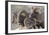 Wyoming, Jackson, National Elk Refuge, a Bachelor Group of Bighorn Sheep Rams-Elizabeth Boehm-Framed Photographic Print