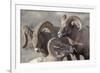 Wyoming, Jackson, National Elk Refuge, a Bachelor Group of Bighorn Sheep Rams-Elizabeth Boehm-Framed Photographic Print