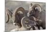 Wyoming, Jackson, National Elk Refuge, a Bachelor Group of Bighorn Sheep Rams-Elizabeth Boehm-Mounted Photographic Print