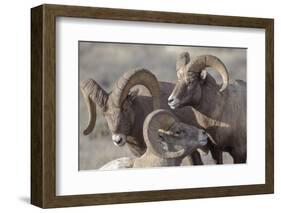 Wyoming, Jackson, National Elk Refuge, a Bachelor Group of Bighorn Sheep Rams-Elizabeth Boehm-Framed Photographic Print