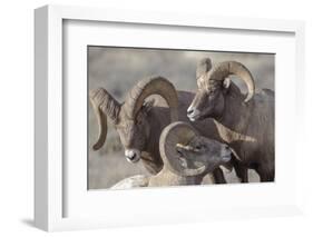 Wyoming, Jackson, National Elk Refuge, a Bachelor Group of Bighorn Sheep Rams-Elizabeth Boehm-Framed Photographic Print