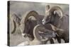 Wyoming, Jackson, National Elk Refuge, a Bachelor Group of Bighorn Sheep Rams-Elizabeth Boehm-Stretched Canvas