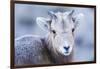 Wyoming, Jackson, National Elk Refuge, a Bighorn Sheep Lamb Poses for a Portrait-Elizabeth Boehm-Framed Photographic Print