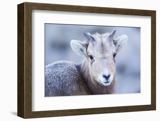 Wyoming, Jackson, National Elk Refuge, a Bighorn Sheep Lamb Poses for a Portrait-Elizabeth Boehm-Framed Photographic Print