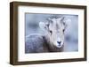 Wyoming, Jackson, National Elk Refuge, a Bighorn Sheep Lamb Poses for a Portrait-Elizabeth Boehm-Framed Photographic Print