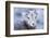 Wyoming, Jackson, National Elk Refuge, a Bighorn Sheep Lamb Poses for a Portrait-Elizabeth Boehm-Framed Photographic Print