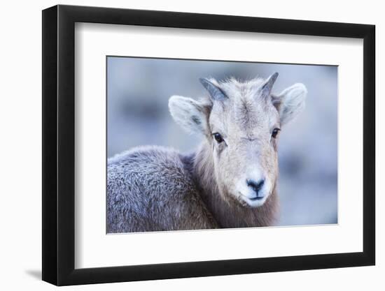 Wyoming, Jackson, National Elk Refuge, a Bighorn Sheep Lamb Poses for a Portrait-Elizabeth Boehm-Framed Photographic Print