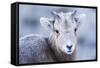 Wyoming, Jackson, National Elk Refuge, a Bighorn Sheep Lamb Poses for a Portrait-Elizabeth Boehm-Framed Stretched Canvas