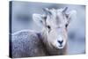 Wyoming, Jackson, National Elk Refuge, a Bighorn Sheep Lamb Poses for a Portrait-Elizabeth Boehm-Stretched Canvas