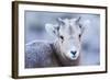 Wyoming, Jackson, National Elk Refuge, a Bighorn Sheep Lamb Poses for a Portrait-Elizabeth Boehm-Framed Photographic Print