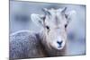 Wyoming, Jackson, National Elk Refuge, a Bighorn Sheep Lamb Poses for a Portrait-Elizabeth Boehm-Mounted Photographic Print