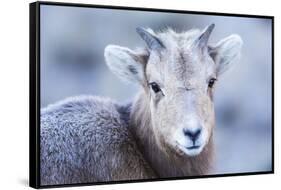 Wyoming, Jackson, National Elk Refuge, a Bighorn Sheep Lamb Poses for a Portrait-Elizabeth Boehm-Framed Stretched Canvas