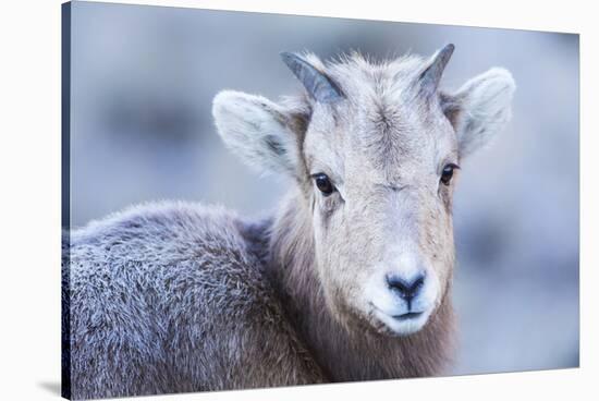 Wyoming, Jackson, National Elk Refuge, a Bighorn Sheep Lamb Poses for a Portrait-Elizabeth Boehm-Stretched Canvas