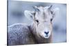 Wyoming, Jackson, National Elk Refuge, a Bighorn Sheep Lamb Poses for a Portrait-Elizabeth Boehm-Stretched Canvas