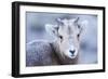 Wyoming, Jackson, National Elk Refuge, a Bighorn Sheep Lamb Poses for a Portrait-Elizabeth Boehm-Framed Photographic Print