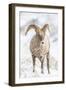 Wyoming, Jackson, National Elk Refuge, a Young Bighorn Sheep Rams Eats a Plant in the Wintertime-Elizabeth Boehm-Framed Premium Photographic Print
