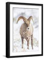 Wyoming, Jackson, National Elk Refuge, a Young Bighorn Sheep Rams Eats a Plant in the Wintertime-Elizabeth Boehm-Framed Premium Photographic Print