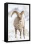 Wyoming, Jackson, National Elk Refuge, a Young Bighorn Sheep Rams Eats a Plant in the Wintertime-Elizabeth Boehm-Framed Stretched Canvas