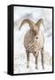 Wyoming, Jackson, National Elk Refuge, a Young Bighorn Sheep Rams Eats a Plant in the Wintertime-Elizabeth Boehm-Framed Stretched Canvas