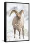 Wyoming, Jackson, National Elk Refuge, a Young Bighorn Sheep Rams Eats a Plant in the Wintertime-Elizabeth Boehm-Framed Stretched Canvas