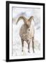 Wyoming, Jackson, National Elk Refuge, a Young Bighorn Sheep Rams Eats a Plant in the Wintertime-Elizabeth Boehm-Framed Photographic Print