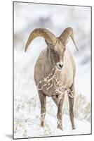 Wyoming, Jackson, National Elk Refuge, a Young Bighorn Sheep Rams Eats a Plant in the Wintertime-Elizabeth Boehm-Mounted Photographic Print