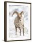 Wyoming, Jackson, National Elk Refuge, a Young Bighorn Sheep Rams Eats a Plant in the Wintertime-Elizabeth Boehm-Framed Photographic Print