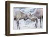 Wyoming, Jackson, National Elk Refuge, Two Bighorn Sheep Rams Lock Horns During the Rut-Elizabeth Boehm-Framed Premium Photographic Print