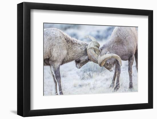 Wyoming, Jackson, National Elk Refuge, Two Bighorn Sheep Rams Lock Horns During the Rut-Elizabeth Boehm-Framed Premium Photographic Print
