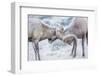 Wyoming, Jackson, National Elk Refuge, Two Bighorn Sheep Rams Lock Horns During the Rut-Elizabeth Boehm-Framed Premium Photographic Print