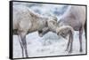 Wyoming, Jackson, National Elk Refuge, Two Bighorn Sheep Rams Lock Horns During the Rut-Elizabeth Boehm-Framed Stretched Canvas