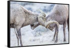 Wyoming, Jackson, National Elk Refuge, Two Bighorn Sheep Rams Lock Horns During the Rut-Elizabeth Boehm-Framed Stretched Canvas