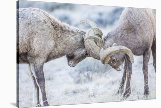 Wyoming, Jackson, National Elk Refuge, Two Bighorn Sheep Rams Lock Horns During the Rut-Elizabeth Boehm-Stretched Canvas