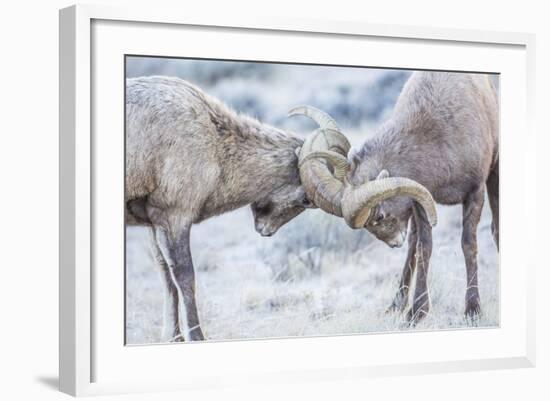 Wyoming, Jackson, National Elk Refuge, Two Bighorn Sheep Rams Lock Horns During the Rut-Elizabeth Boehm-Framed Photographic Print