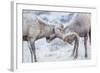 Wyoming, Jackson, National Elk Refuge, Two Bighorn Sheep Rams Lock Horns During the Rut-Elizabeth Boehm-Framed Photographic Print