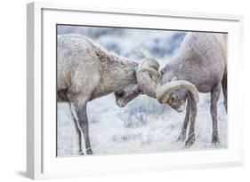 Wyoming, Jackson, National Elk Refuge, Two Bighorn Sheep Rams Lock Horns During the Rut-Elizabeth Boehm-Framed Photographic Print