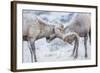 Wyoming, Jackson, National Elk Refuge, Two Bighorn Sheep Rams Lock Horns During the Rut-Elizabeth Boehm-Framed Photographic Print