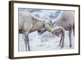 Wyoming, Jackson, National Elk Refuge, Two Bighorn Sheep Rams Lock Horns During the Rut-Elizabeth Boehm-Framed Photographic Print