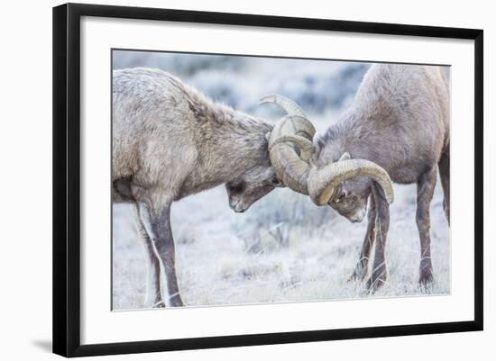 Wyoming, Jackson, National Elk Refuge, Two Bighorn Sheep Rams Lock Horns During the Rut-Elizabeth Boehm-Framed Photographic Print