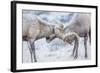 Wyoming, Jackson, National Elk Refuge, Two Bighorn Sheep Rams Lock Horns During the Rut-Elizabeth Boehm-Framed Photographic Print