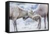 Wyoming, Jackson, National Elk Refuge, Two Bighorn Sheep Rams Lock Horns During the Rut-Elizabeth Boehm-Framed Stretched Canvas