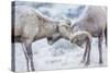 Wyoming, Jackson, National Elk Refuge, Two Bighorn Sheep Rams Lock Horns During the Rut-Elizabeth Boehm-Stretched Canvas