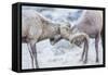 Wyoming, Jackson, National Elk Refuge, Two Bighorn Sheep Rams Lock Horns During the Rut-Elizabeth Boehm-Framed Stretched Canvas