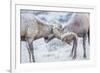 Wyoming, Jackson, National Elk Refuge, Two Bighorn Sheep Rams Lock Horns During the Rut-Elizabeth Boehm-Framed Photographic Print